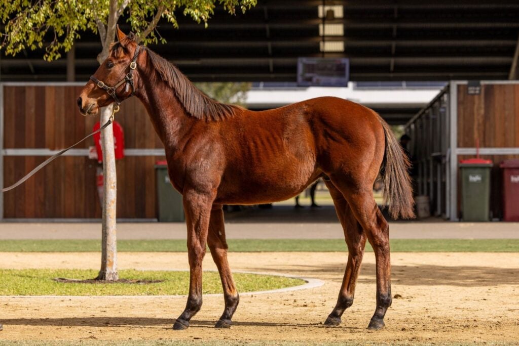 Brown horse standing gracefully in a stable.