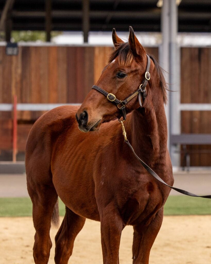 Calm horse secured with halter and lead.