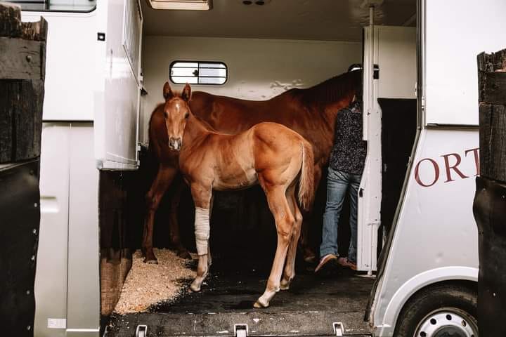 Horse being safely loaded into a transport float
